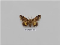 藏品(夜蛾605)的圖片